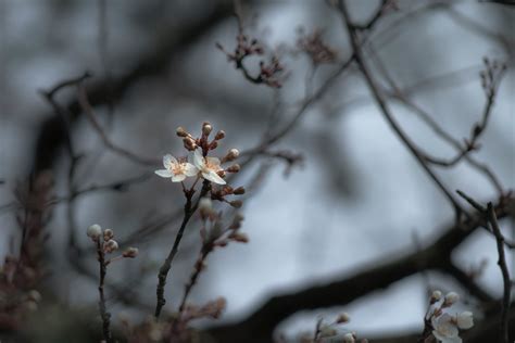 Cherry Blossom Flowers in Close Up Photography · Free Stock Photo