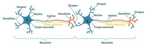 Funcao Do Tecido Nervoso - Tecido Nervoso: histologia, função, células - Toda Matéria