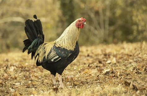 Black And White Chicken Breeds Our Chanel Poultry List Outdoor