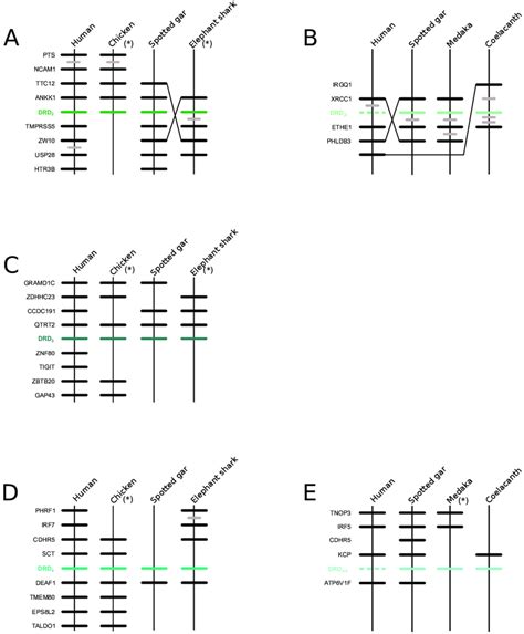 Patterns Of Conserved Synteny In The Chromosomal Regions That Harbor