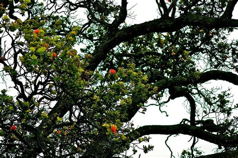 Red Ohia Lehua Tree Photograph By Lehua Pekelo Stearns