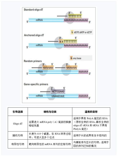 Rt Pcr逆转录技术详解生物器材网