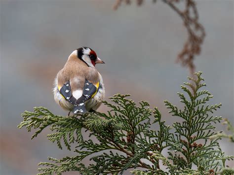 Stieglitzgoldfinch Konradshöhe Berlin P1102519 Rw2dxod