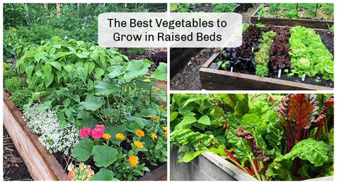 The Best Vegetables To Grow In Raised Beds 10 Easy To Grow Choices