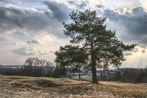 Tree Jaw Clouds Free Photo On Pixabay Pixabay