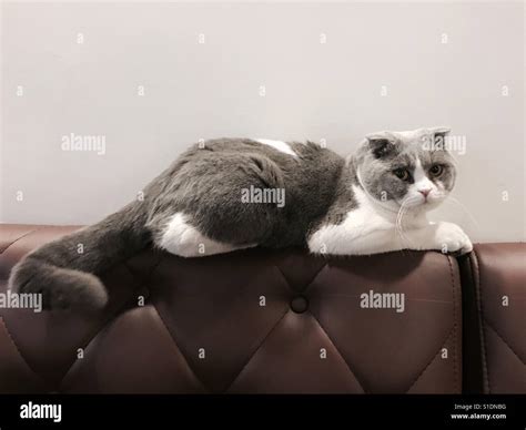 Scottish Fold On Sofa Stock Photo - Alamy