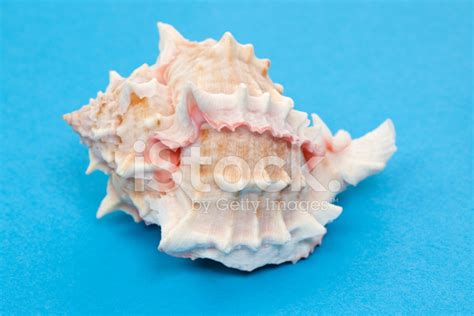 Conch Shell Stock Photo | Royalty-Free | FreeImages