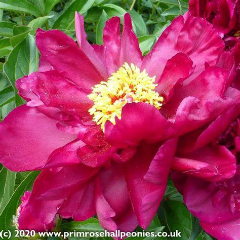 Herbaceous Peonies Archives Page Of Primrose Hall Peonies Page