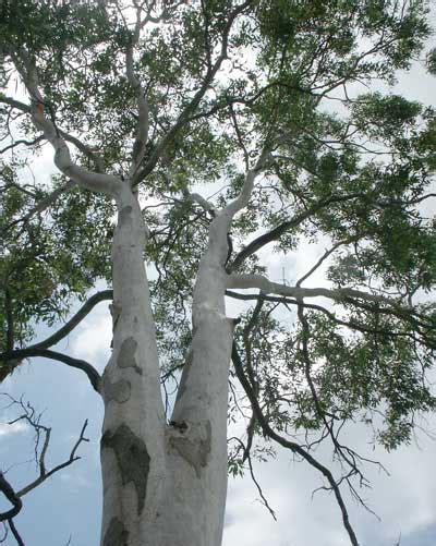 Eucalyptus Propinqua Coolum Native Nursery