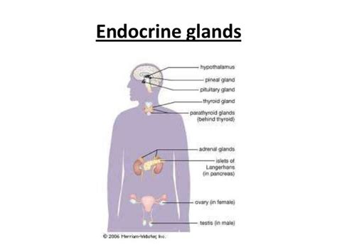 Free Powerpoint Templates Endocrine System Printable Templates