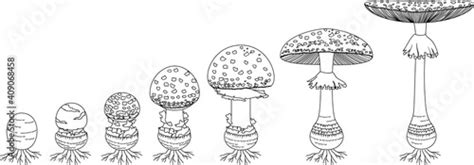 Coloring Page With Life Cycle Of Fly Agaric Mushroom Stages Of Fly