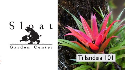 Webinar Tillandsias 101 Youtube