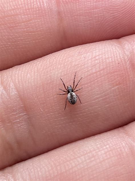 Entelegyne Spiders From Sudbury Unorganized North Part On Ca On