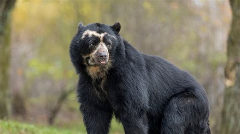 Wild Adventure, Tamed Price Tag: 5 Costs To Consider Before Visiting The Zoo