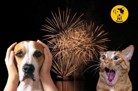 Medo de Fogos de Artifício e Trovões Como Ajudar seu Pet