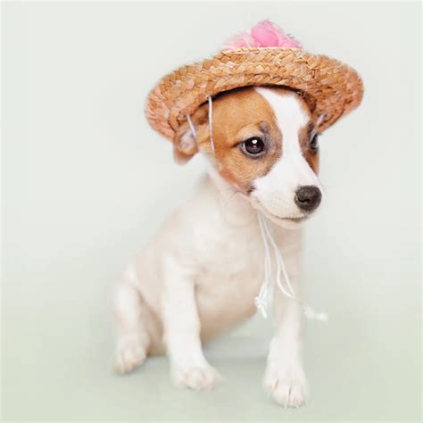 Jack Russell Terrier Puppies For Sale | Happy Puppy Universe