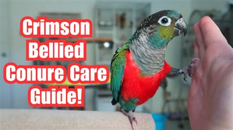 Crimson Bellied Conure Care Guide Everything You Need To Know