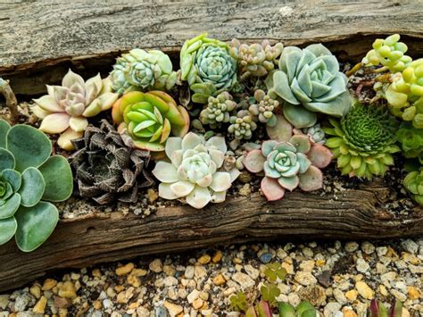 17 Gorgeously Rustic Log Planters And How To Make Them Diy And Crafts