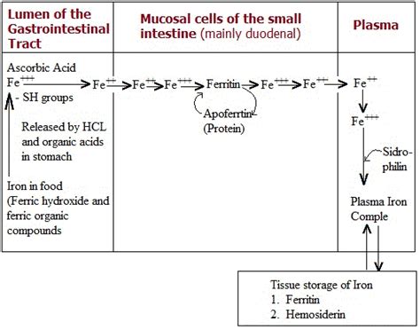 Iron Absorption Biochemistry