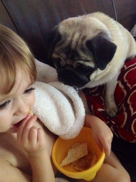 Emma The Pug Hoping For A Piece Of Suttons Toast Pugs Pug Lover