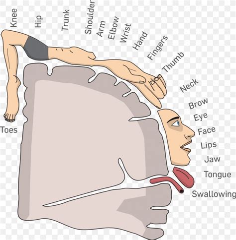 Cortical Homunculus Map