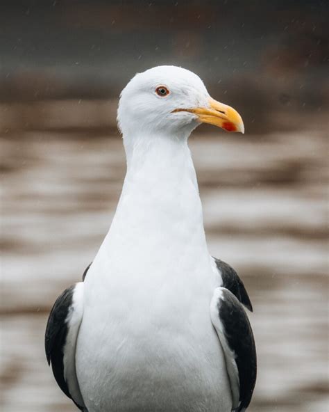 06 de septiembre día internacional de las Aves Playeras Diario El Centro