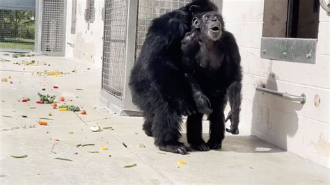 Themoment Vanilla The Chimpanzee Sees The Sky For The First Time Cbcca