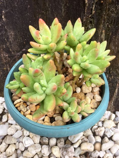 Graptoveria Apricot Dreams Planting Succulents Succulent Pots