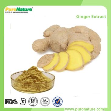 Ginger Extract Gingerol Powder Xi An PuroNature Biotechnology Co Ltd