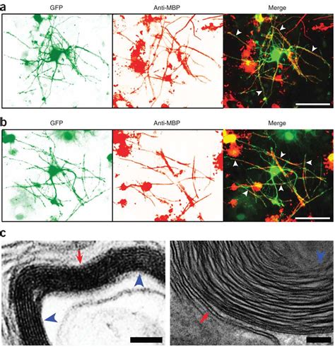 Myelin Segments Of Mature Oligodendrocytes In The Coculture Myelin