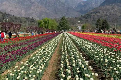 Tulip Garden Srinagars Tulip Garden Enters World Book Of Records