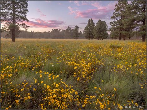 Daisy Field At Sunset I Wound Up At This Place By Accident Flickr