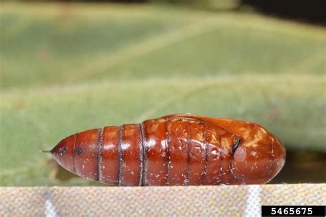 Corn Earworm Pupa