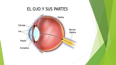 Todo Tipo De Guia Informar Partes Del Ojo Primaria Trascender Puntada