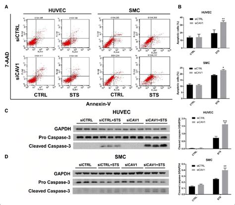 Downregulation of cav-1 (caveolin-1)-induced apoptosis in the human ... 