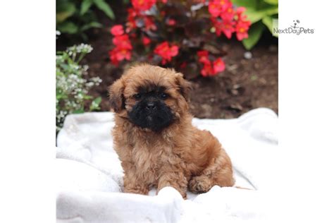 Bandit Shih Poo Shihpoo Puppy For Sale Near Harrisburg