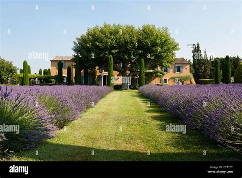 France French Cypress Trees Hi Res Stock Photography And Images Alamy