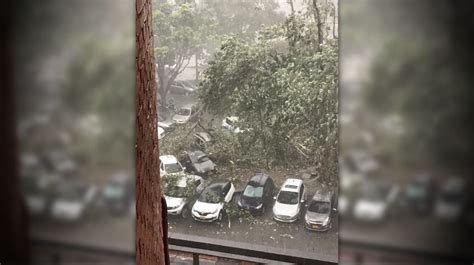 Foto ¡qué Estragos Los Que Hizo La Lluvia Por La Macarena Un árbol