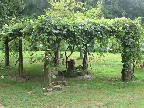 cedar  wire grape arbor general fruit growing growing fruit