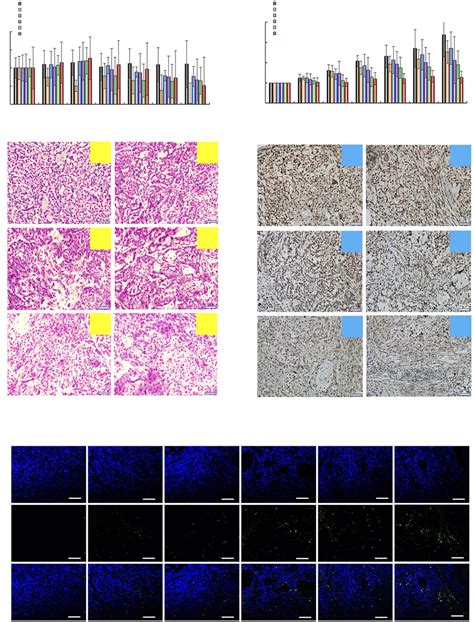 In Vivo Antitumor Efficacy In Tumor Bearing Mice A Body Weight