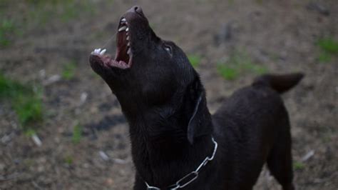 Are Labrador Retrievers Good Guard Dogs Are They Protective