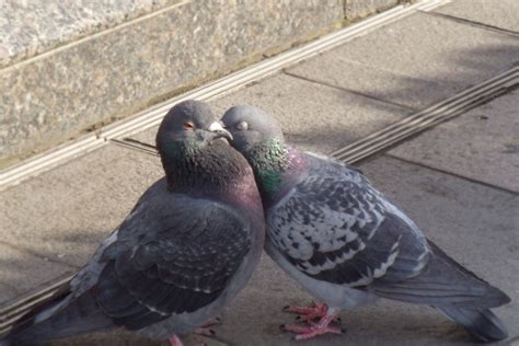 Pigeon Kisses All You Need To Know Ne Pigeon Supplies