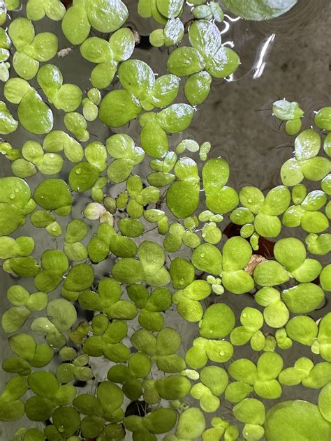 Giant Duckweed – Water Colors Aquarium Gallery