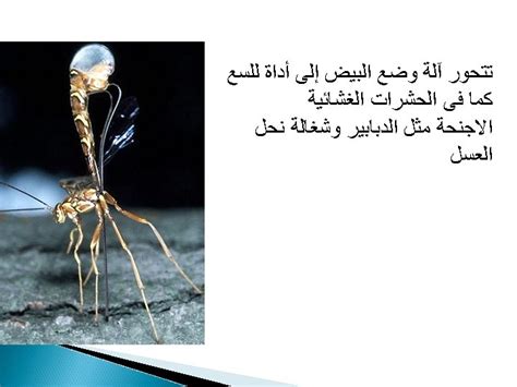 Insect abdomen Abdominal segments may be grouped into