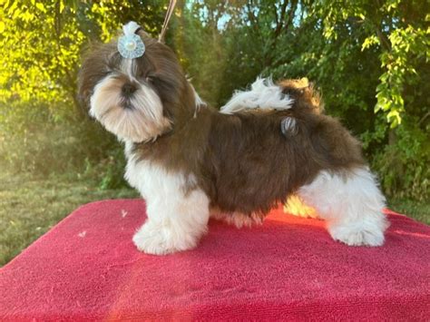 Mini Shih Tzu Puppies For Sale In Michigan ViassildNews