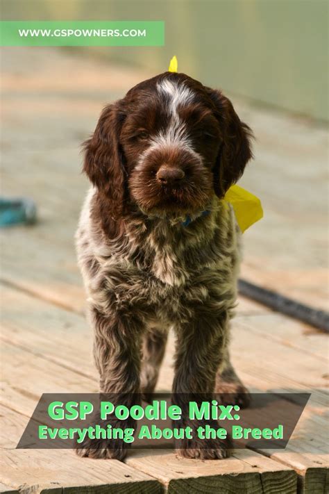 German Shorthaired Pointer Poodle Mix Everything About The Breed Artofit