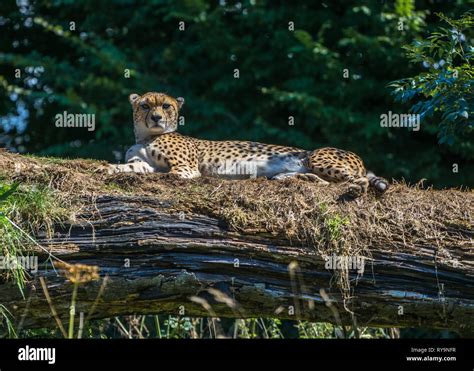 Cheetah Looking At The Camera Lying Down On A Old Fallen Tree Trunk