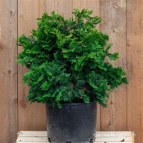 Chamaecyparis O Verdoni Hinoki Cypress 3gal Cornell Farm