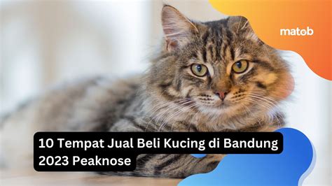 10 Tempat Jual Beli Kucing Di Bandung 2023 Peaknose Matob Bisnis