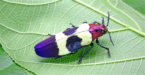 The 9 Most Colorful Beetles In The World - A-Z Animals